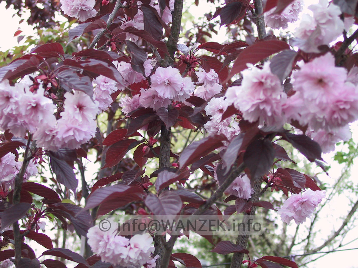 Prunus serrulata Royal Burgundi 02.JPG